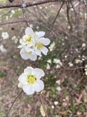 Chaenomeles