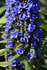 Echium candicans