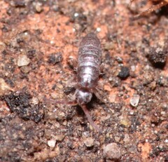 Willowsia nigromaculata