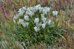 Gentiana algida