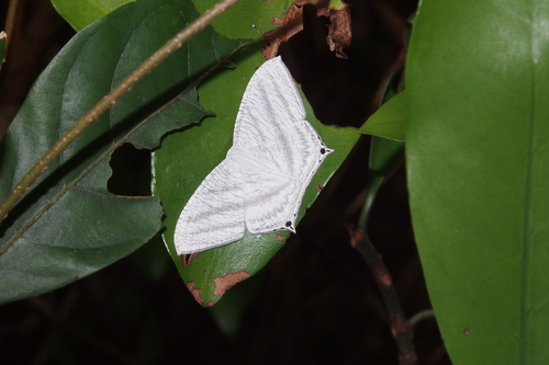 部分权利上传者sunnetchan来源inaturalist相关观察一点燕蛾(micronia