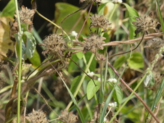 Ipomoea pes-tigridis