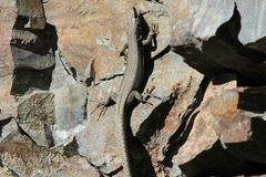 Iberolacerta monticola