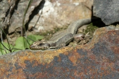 Iberolacerta monticola