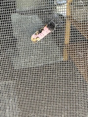Xanthopastis regnatrix