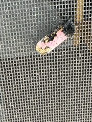 Xanthopastis regnatrix