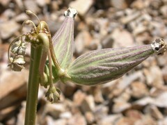 Asclepias asperula
