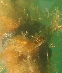 Distaplia bermudensis