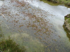 Myriophyllum quitense
