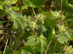 Ipomoea pes-tigridis