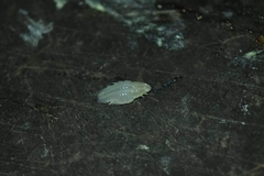Cymothoida