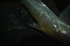 Cymothoida