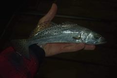 Cynoscion nebulosus