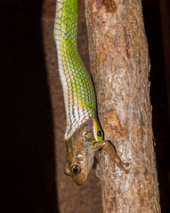 Erythrolamprus viridis
