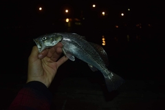 Cynoscion nebulosus