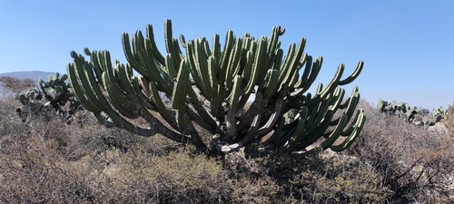 Myrtillocactus geometrizans