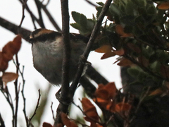 Aphrastura spinicauda