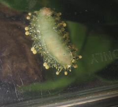 Dalceridae