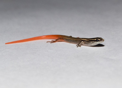 Vanzosaura multiscutata