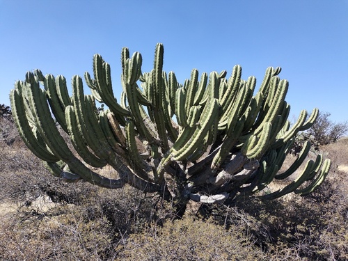 Myrtillocactus geometrizans