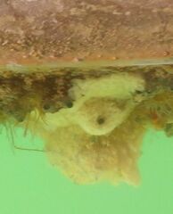 Aplidium