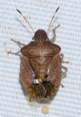 Peribalus strictus