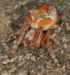 Araneus sturmi