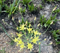 Eriospermum paradoxum