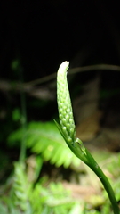 Goodyera procera