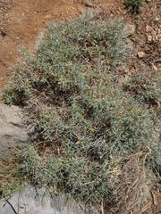 Stachys spinosa