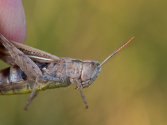 Glyptobothrus