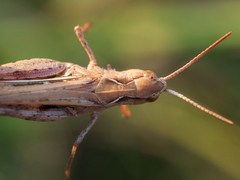 Glyptobothrus