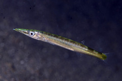 Sphyraena obtusata