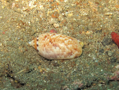 Oliva mantichora