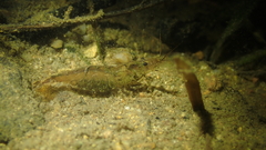 Neocaridina palmata