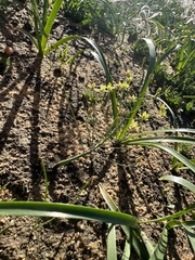 Eriospermum paradoxum