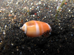 Oliva carneola