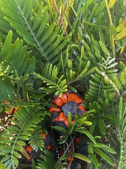 Zamia integrifolia