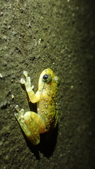 Amolops hongkongensis