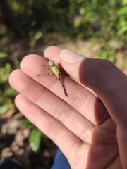 Diplacodes trivialis