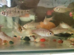 Barbodes semifasciolatus