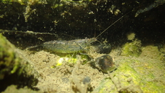 Neocaridina palmata