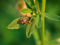 Adelphocoris seticornis