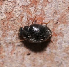 Scymnus rubromaculatus