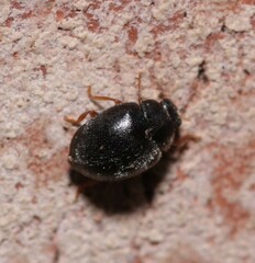 Scymnus rubromaculatus