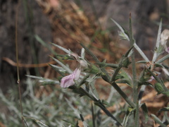 Stachys spinosa