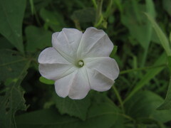 Ipomoea pes-tigridis