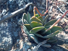 Crassula cotyledonis