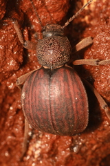 Dichtha inflata