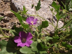 Cristaria molinae